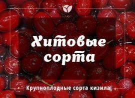 Сорти кизилу з великою ягодою - Agro-Market