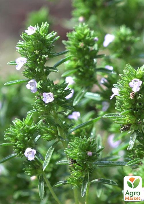 Чабер лимонний Karpaten
Чабер лимонний Karpaten