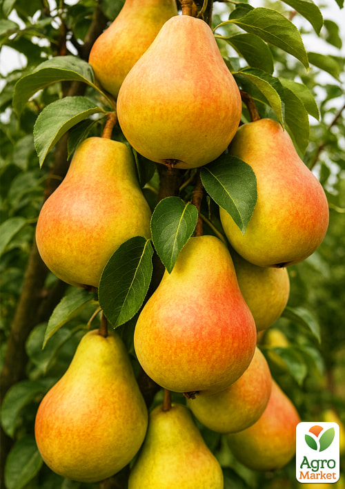 Груша колоновидная Нарт (поздний срок созревания)
Груша колоновидная Нарт (поздний срок созревания)