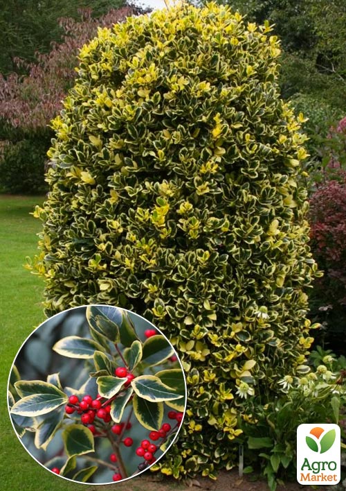 Падуб альтакларенський «Голден Кінг» (Ilex x altaclerensis «Golden King») вазон Р9
Падуб альтакларенський «Голден Кінг» (Ilex x altaclerensis «Golden King») вазон Р9