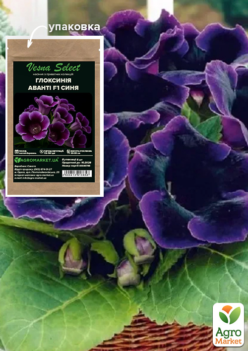 Глоксинія Аванті F1 синя ТМ Vesna Select 5шт
Глоксинія Аванті F1 синя ТМ Vesna Select 5шт