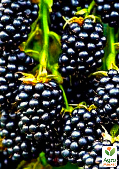 Ежевика ранняя Торн Фри (Thornfree)
Ежевика ранняя Торн Фри (Thornfree)