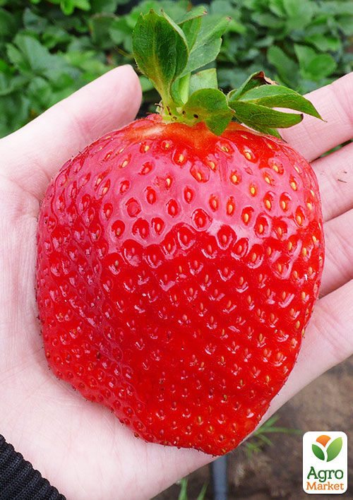 Клубника Гигантелла 5шт (среднепоздний срок созревания, крупноплодный сорт)
Клубника Гигантелла 5шт (среднепоздний срок созревания, крупноплодный сорт)