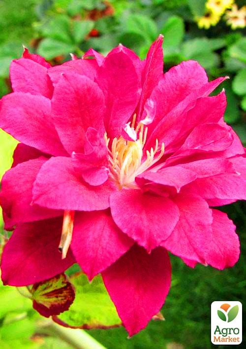 Клематис Red Star
Клематис Red Star