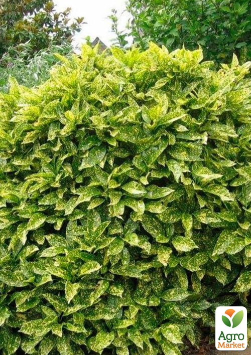 LMTD Аукуба японская Кrotonifoliia (золотое дерево или пятнистый лавр) высота 20-30см
LMTD Аукуба японская Кrotonifoliia (золотое дерево или пятнистый лавр) высота 20-30см