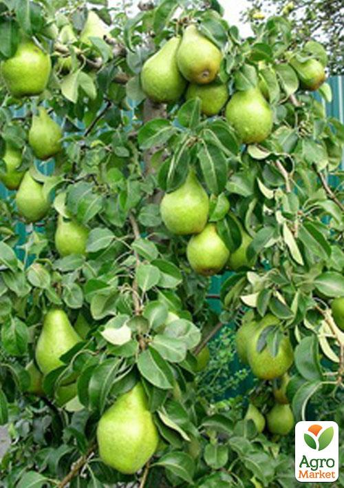 Груша колоновидна Павловська (осінній сорт, середній термін дозрівання)
Груша колоновидна Павловська (осінній сорт, середній термін дозрівання)