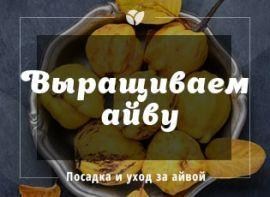 Посадка і догляд за айвою - особливості вирощування айви в Україні - Agro-Market