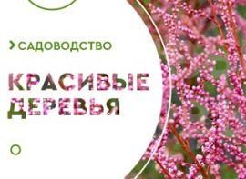 Декоративні дерева для саду - корисні статті про садівництво від Agro-Market