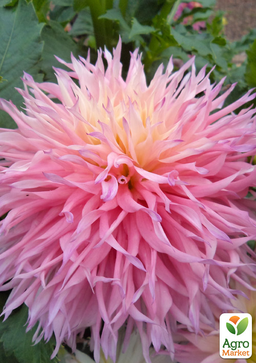 Жоржина Nadia Ruth
Жоржина Nadia Ruth