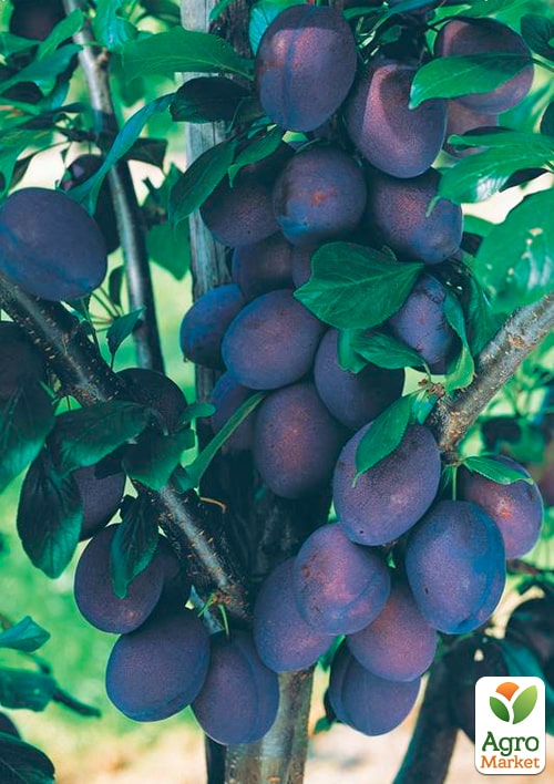 Слива колоновидная Кромань
Слива колоновидная Кромань