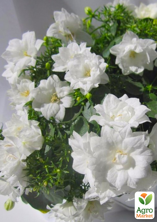 Кампанула махровая Double White
Кампанула махровая Double White