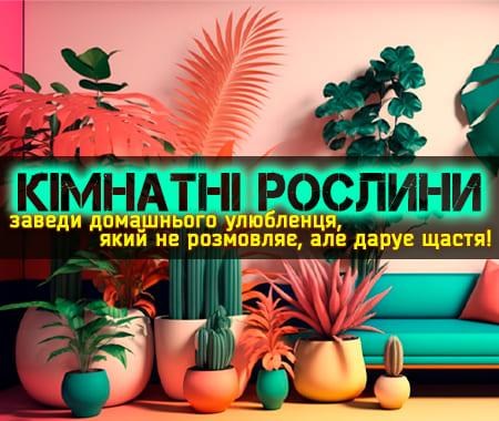Найкращі кімнатні рослинки!