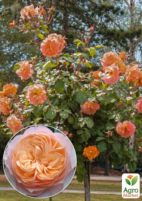 Троянда штамбова Sourire du Havre (саджанець класу АА+) вищий сорт
Троянда штамбова Sourire du Havre (саджанець класу АА+) вищий сорт