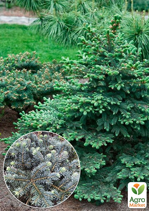 Ель колючая Waldbrunn С2, диаметр 15-20см
Ель колючая Waldbrunn С2, диаметр 15-20см
