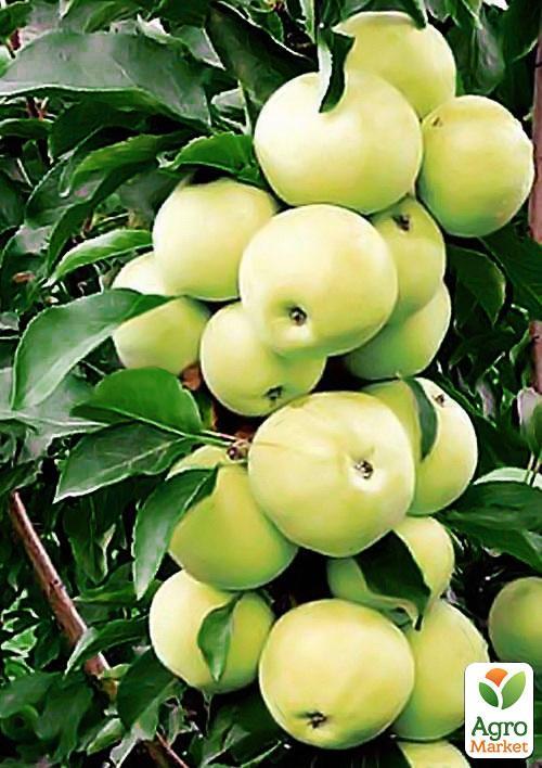Ексклюзив! Яблуня колоновидна Медок (Medoc) (преміальний осінній високоврожайний сорт)
Ексклюзив! Яблуня колоновидна Медок (Medoc) (преміальний осінній високоврожайний сорт)