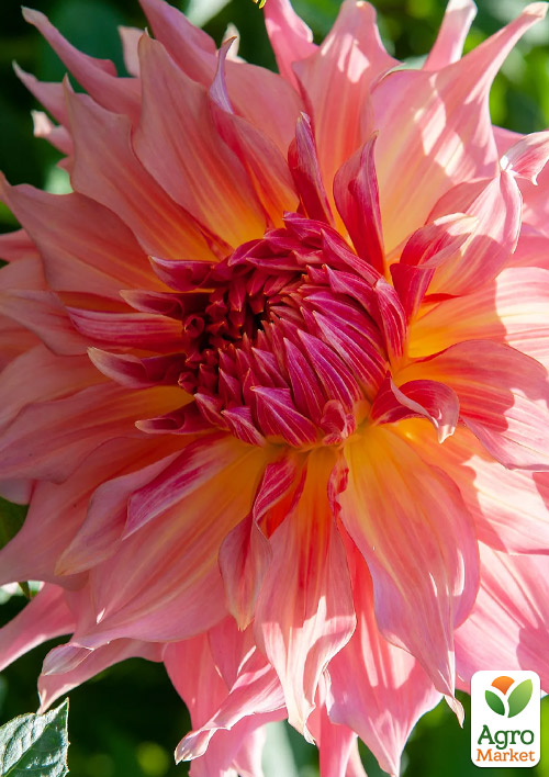 Жоржина Penhill Watermelon (гігантська квітка)
Жоржина Penhill Watermelon (гігантська квітка)