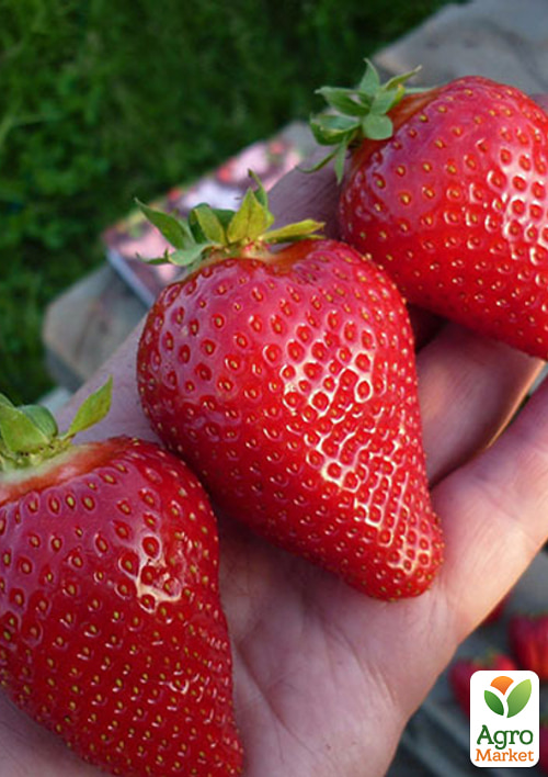 Клубника Сандра (Sandra) (поздний срок созревания, имеет длительный срок хранения)
Клубника Сандра (Sandra) (поздний срок созревания, имеет длительный срок хранения)
