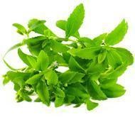 Саженцы стевии