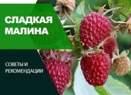Посадка ремонтантной малини навесні - корисні статті про садівництво від Agro-Market