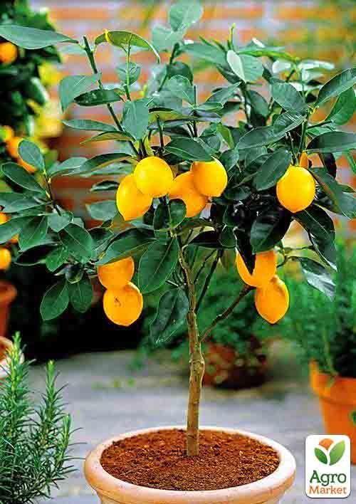 Лимон Новогрузинский
Лимон Новогрузинский