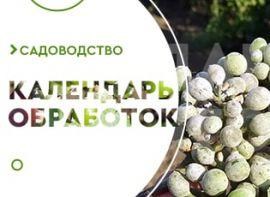 Календар обробки винограду - корисні статті про садівництво від Agro-Market