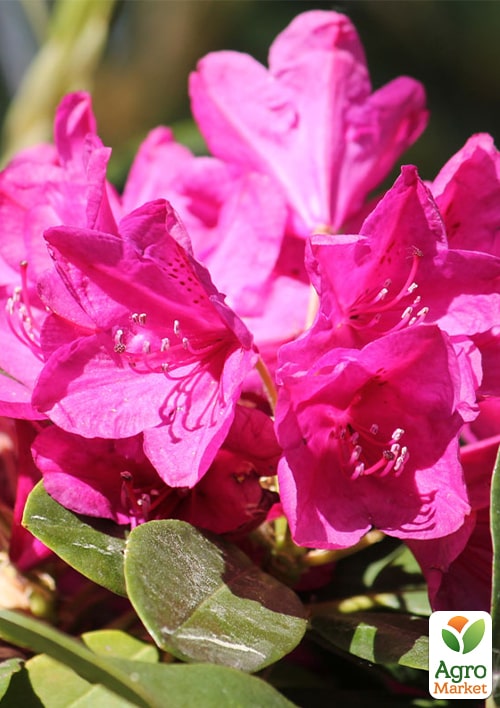 Рододендрон кетевбінський Old Port (Олд Порт)
Рододендрон кетевбінський Old Port (Олд Порт)