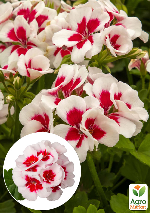 Пеларгонія зональна Two in One «White Splash»
Пеларгонія зональна Two in One «White Splash»