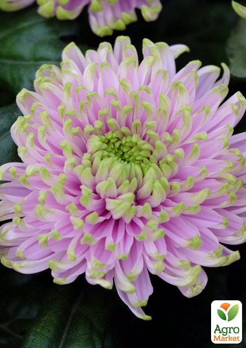 Хризантема Woodstock Pink (низкорослая крупноцветковая)
Хризантема Woodstock Pink (низкорослая крупноцветковая)