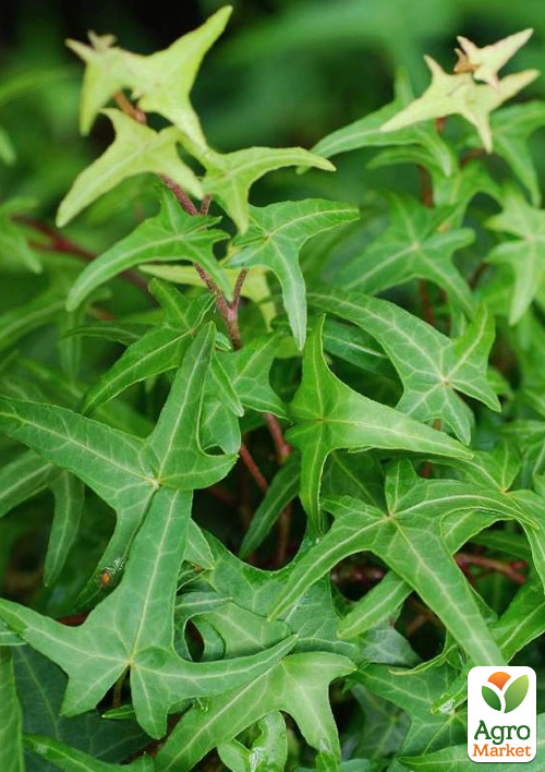 Плющ узколистный Sagittaefolia контейнер Р9
Плющ узколистный Sagittaefolia контейнер Р9