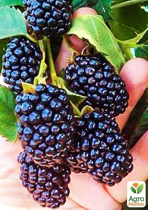 Ежевика позднеспелая Навахо (Navaho)
Ежевика позднеспелая Навахо (Navaho)