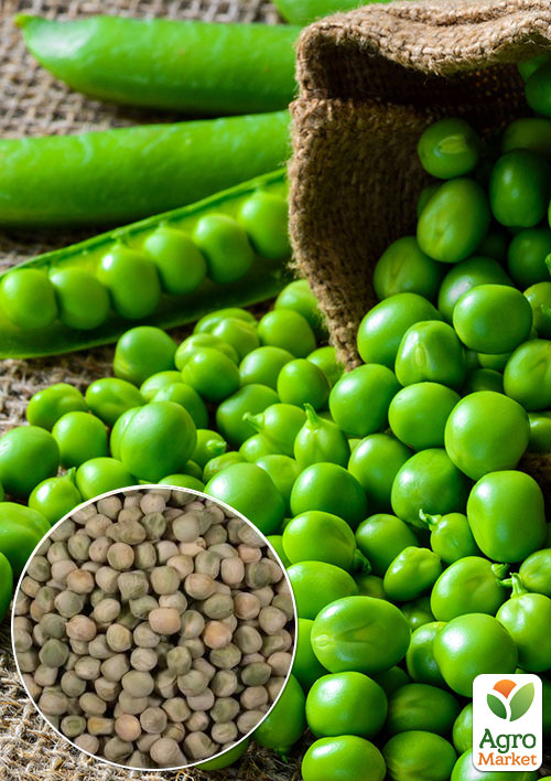 На вагу Горох овочевий Сенатор ТМ Весна ціна за 50г
На вагу Горох овочевий Сенатор ТМ Весна ціна за 50г