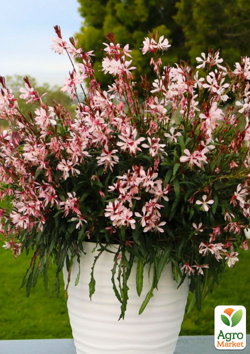 Гаура Линдхеймера Gaudi Medium Pink (эффектный многолетник)
Гаура Линдхеймера Gaudi Medium Pink (эффектный многолетник)