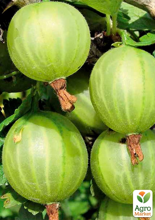 Агрус Донецький великоплідний (ранній термін дозрівання)
Агрус Донецький великоплідний (ранній термін дозрівання)