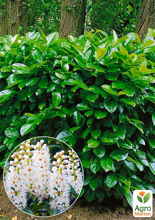 Лавровишня Ротундифолиа (Prunus Rotundifolia)
Лавровишня Ротундифолиа (Prunus Rotundifolia)