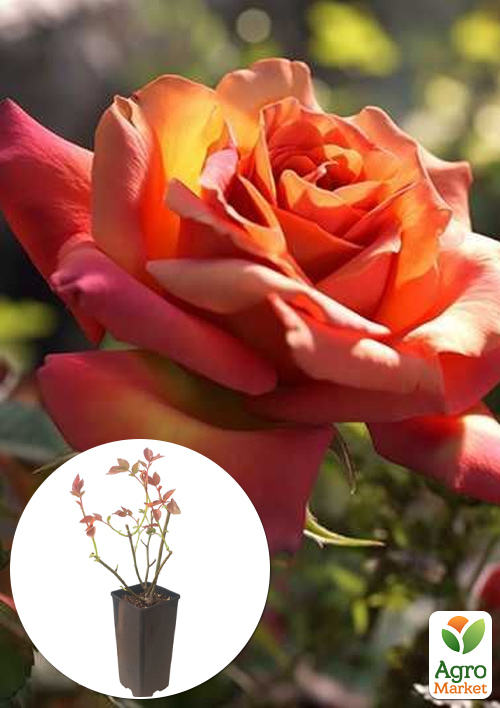 Троянда чайно-гібридна Coffee Break у контейнері, вищий сорт
Троянда чайно-гібридна Coffee Break у контейнері, вищий сорт