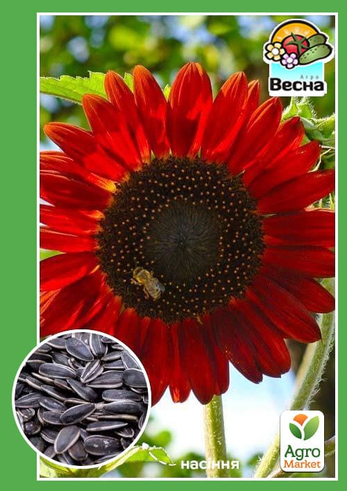 Подсолнух Красное солнышко ТМ Весна 0.5г
Подсолнух Красное солнышко ТМ Весна 0.5г