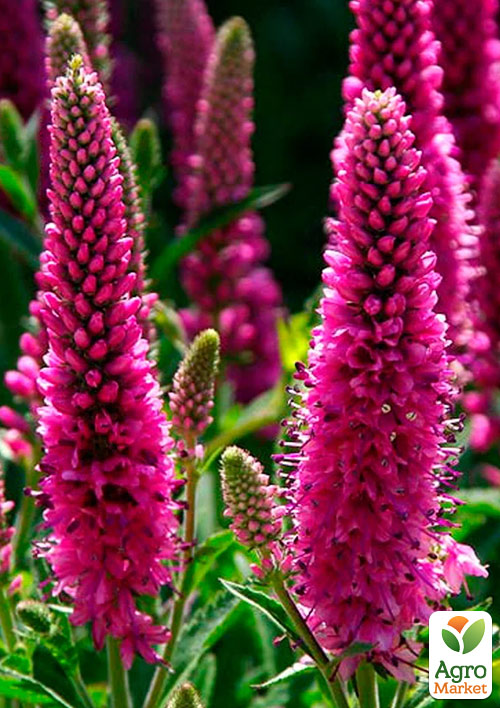 Вероника Колосистая Red Fox
Вероника Колосистая Red Fox