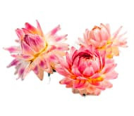 Гелихризум