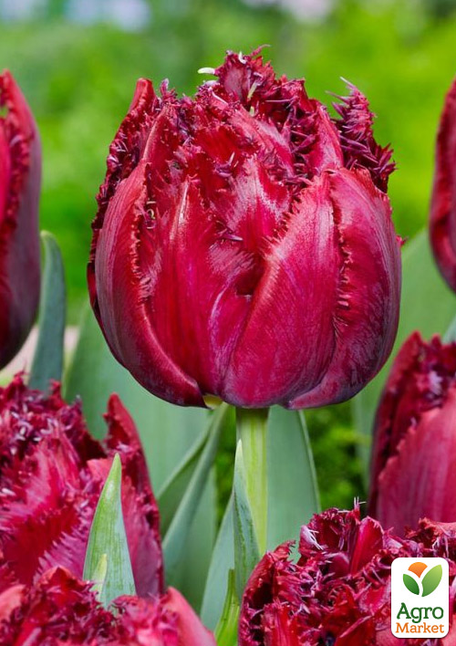 Тюльпан Cranberry Tristle
Тюльпан Cranberry Tristle