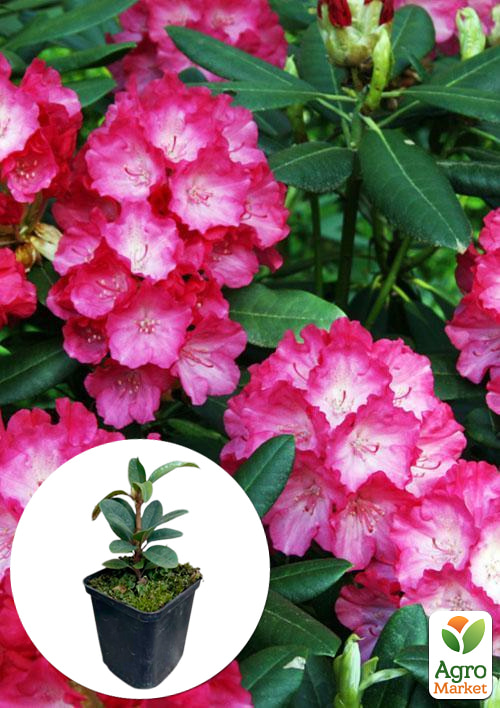 Рододендрон рожевий Фантастика (Fantastica)
Рододендрон рожевий Фантастика (Fantastica)