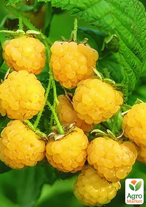 Малина Золота феєрія (ремонтантний та невибагливий сорт) 1-річний саджанець
Малина Золота феєрія (ремонтантний та невибагливий сорт) 1-річний саджанець