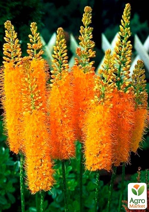 Еремурус Rexona 1шт в упаковці
Еремурус Rexona 1шт в упаковці