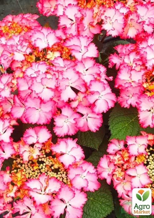 Гортензія крупнолистова кучерява French Cancan Rose
Гортензія крупнолистова кучерява French Cancan Rose
