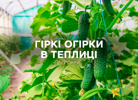 Горькие огурцы в теплице: причины и как это предотвратить Горькие огурцы в теплице: причины и как это предотвратить