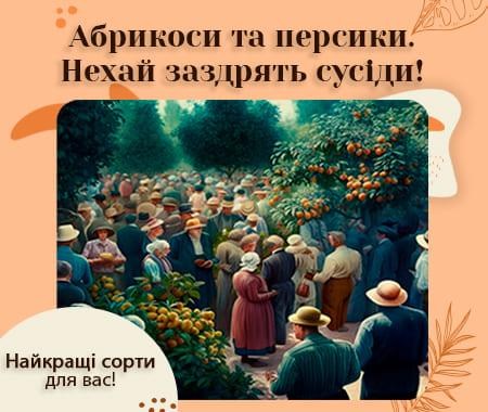 Кращі абрикоси та персики! Нехай заздрять сусіди.