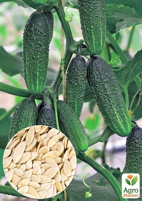 На вагу Огірок Лелека ТМ Весна ціна за 2г
На вагу Огірок Лелека ТМ Весна ціна за 2г