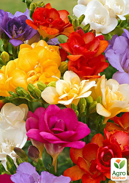 Фрезия махровая Mix
Фрезия махровая Mix