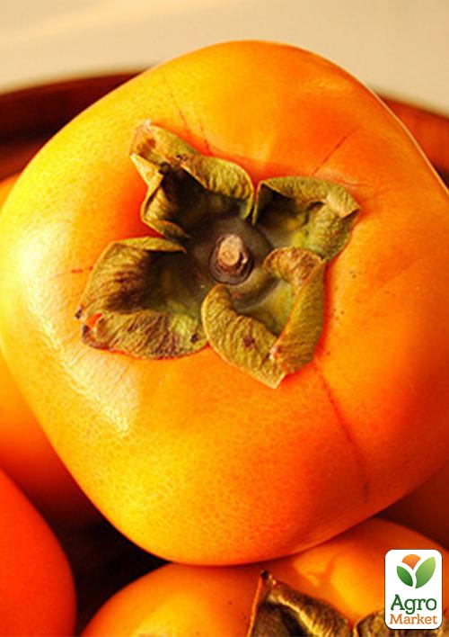 Хурма на виргинском морозостойком подвое Королек высший сорт!
Хурма на виргинском морозостойком подвое Королек высший сорт!