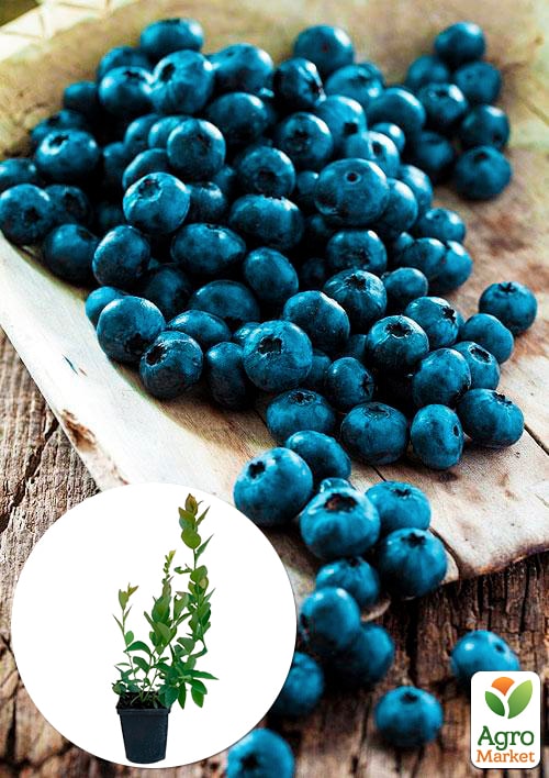 Голубика (черника садовая) Бриджита Блю (Brigitta Blu) (поздний срок созревания)
Голубика (черника садовая) Бриджита Блю (Brigitta Blu) (поздний срок созревания)