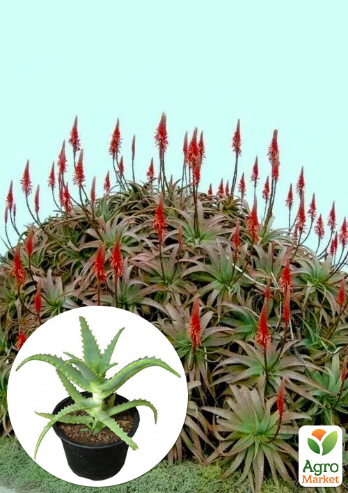 Сукулент Алое Лікарське (Сторічник)
Сукулент Алое Лікарське (Сторічник)